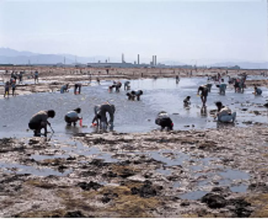 "Cancelada en 2023" Caza de almejas en la costa de Matsunase