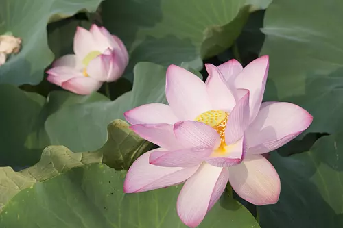 Oga Lotus (Foso Yokouchi ciudad de Tamaki)