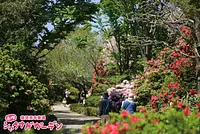 Festival del Rododendro Jardín de Rododendro de Akatsuka