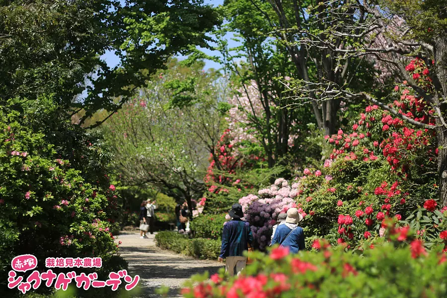 Festival des rhododendrons Jardin des rhododendrons d'Akatsuka