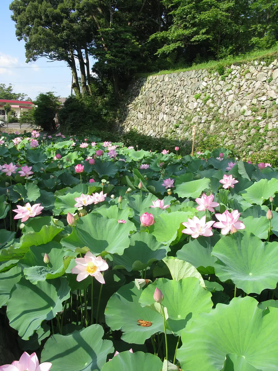 Oga Lotus (Foso Yokouchi ciudad de Tamaki)