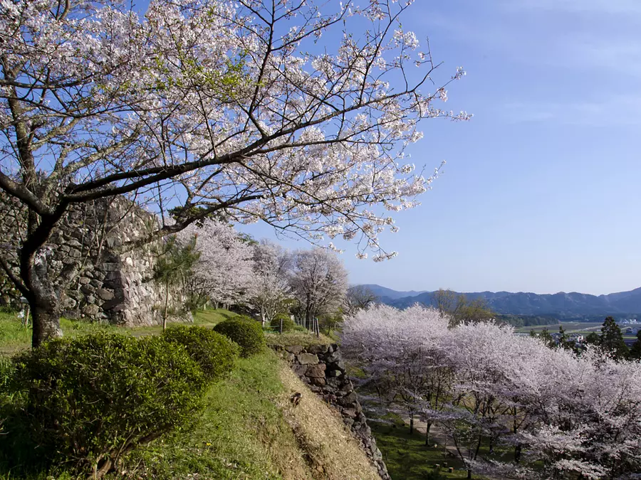 田丸城跡と桜