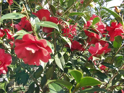 Parc Ozoneura d&#39;Owase &quot;Le jardin de camélias du monde&quot;