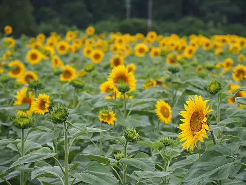 champ de tournesols