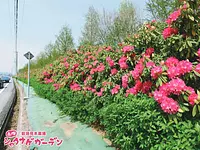 Rododendros en flor a lo largo de la carretera de la prefectura