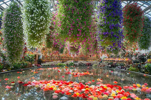 Jardín de begonias Nabananosato