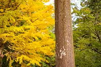 【頭之宮四方神社】例大祭（奉祝祭）