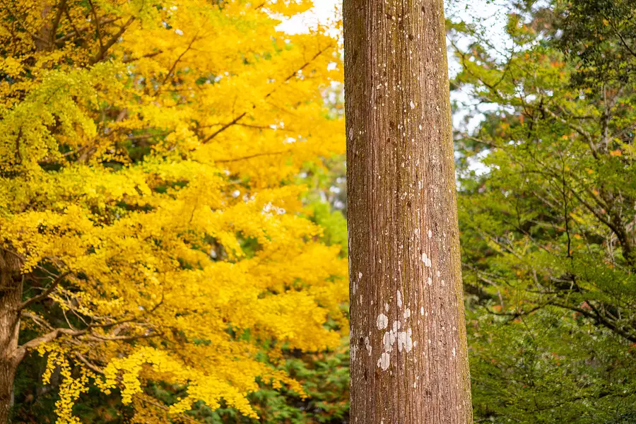 【頭之宮四方神社】例大祭（奉祝祭）