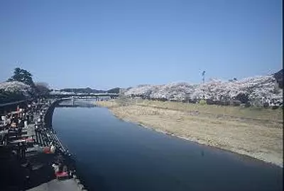 เทศกาลดอกซากุระริมแม่น้ำอีซูซุ
