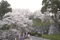 Ruines du château de Tamaru et fleurs de cerisier
