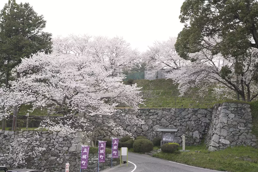 田丸城跡と桜