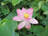 Lotus flower (Futami Shobu Roman Forest)
