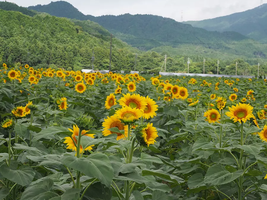 campo de girasoles