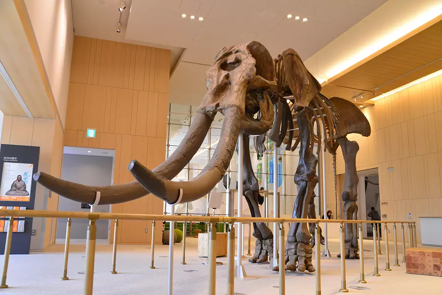 三重縣綜合博物館MieMu:大象