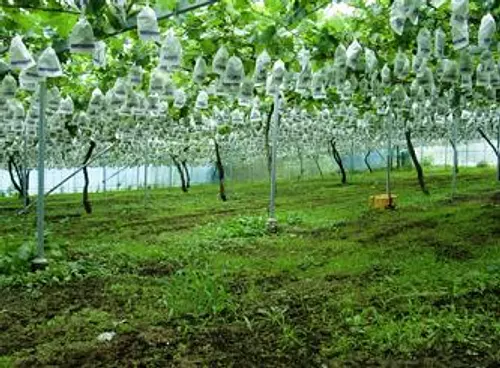 Ferme de raisins et de fraises Yamamoto