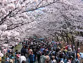 Fleurs de cerisier au parc central de Nabari