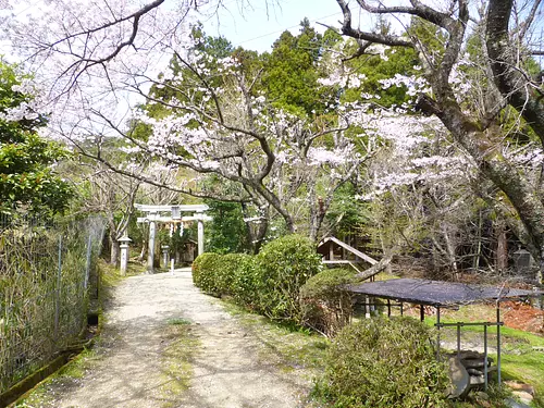 高坂神社の桜