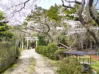 Cerezos en flor en el Santuario Takasaka