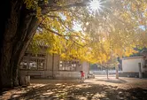 ¡Un gran árbol de ginkgo dorado! ! ``El gran ginkgo de Kawachi&#39;&#39; que brilla bajo el claro cielo otoñal