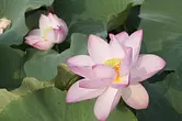 Oga Lotus (Foso Yokouchi ciudad de Tamaki)