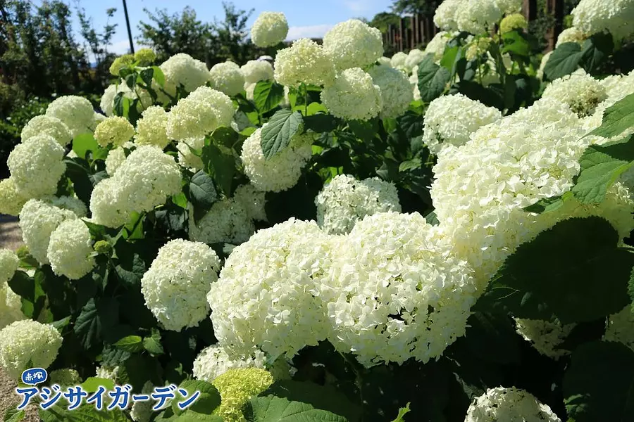 紫陽花節 赤塚紫陽花園