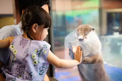 【第二回カワウソゥ選挙で優勝！】ツメナシカワウソのひらりくんとアクリル越しでタッチ。動物たちがフレンドリーだからこそ撮影