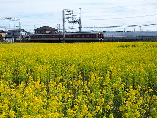 Rapeseed flower field [saikuu ruins]