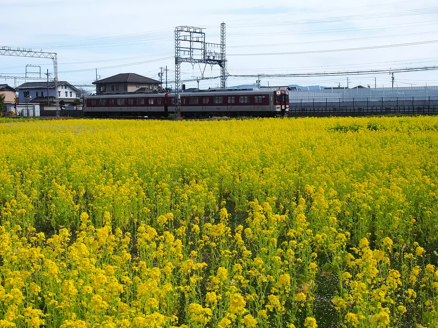 Rapeseed flower field [saikuu ruins]