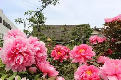 三重県のぼたん・シャクナゲの名所特集！4月から5月にかけて楽しめる名所をご紹介します。【2023年版】