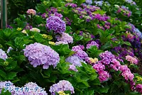 เทศกาลดอกไฮเดรนเยีย สวนดอกไฮเดรนเยีย Akatsuka
