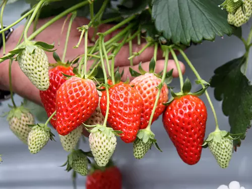 Cueillette de fraises à la ferme Tamaki Fureai