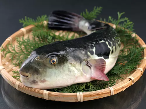 Anorifugu