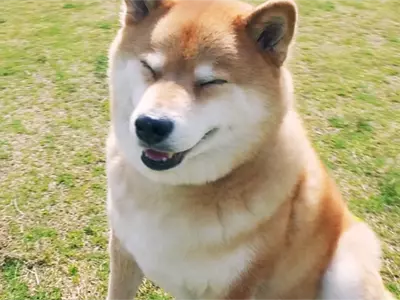 A video of Mie no Kuni Tourism Ambassador Maru the Shiba Inu traveling around Mie Prefecture, including IseJingu and Okage-yokocho has been created. Transformed into an Iga ninja dog?