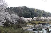 巖倉峽的櫻花