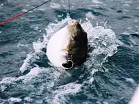 Pesca del pez globo anori