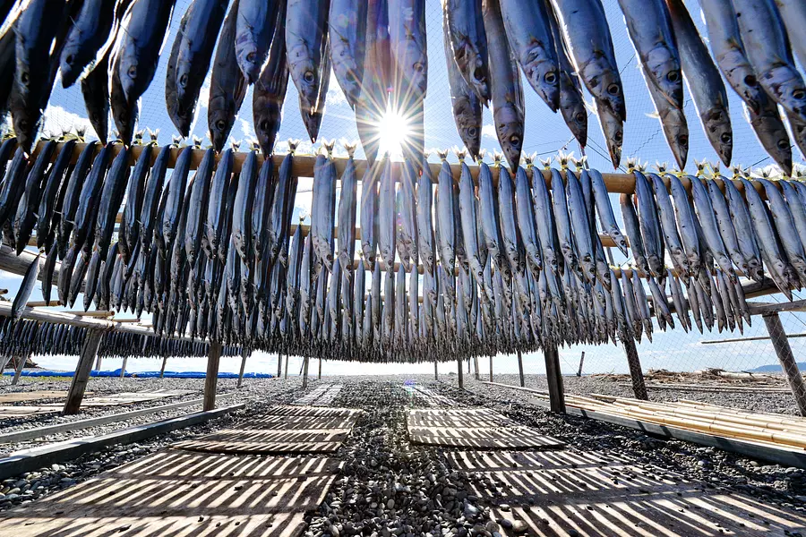 サンマ干し