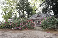 Rododendros en el santuario Fukamizo Shinmeisha