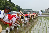Primera plantación de arroz en Kanda [Ise Jingu Shrine Kanda]
