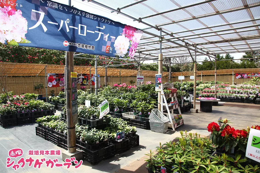 赤塚植物園オリジナル品種のシャクナゲが並ぶ販売コーナー