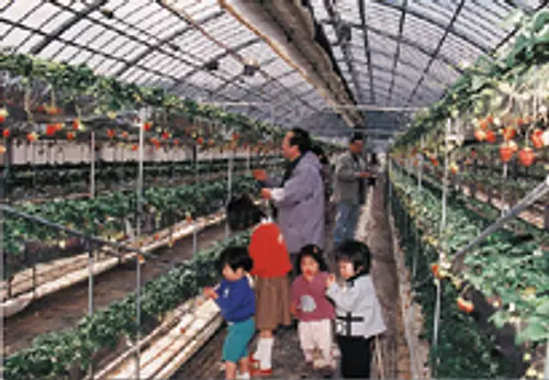 Geino Tourism Strawberry Farm [Tourist Farm]