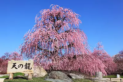 赤塚植物園特集　しだれ梅、シャクナゲ、バラと一年中花盛り