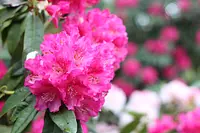 Rhododendrons ที่ศาลเจ้า Fukamizo Shinmeisha