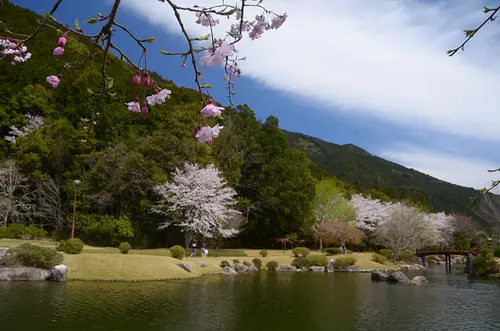 種まき権兵衛の里の桜