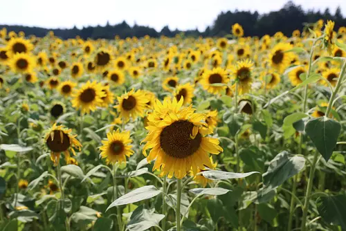 champ de tournesols