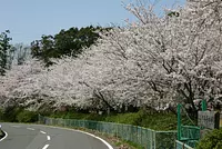 鈴鹿花卉公園的櫻花