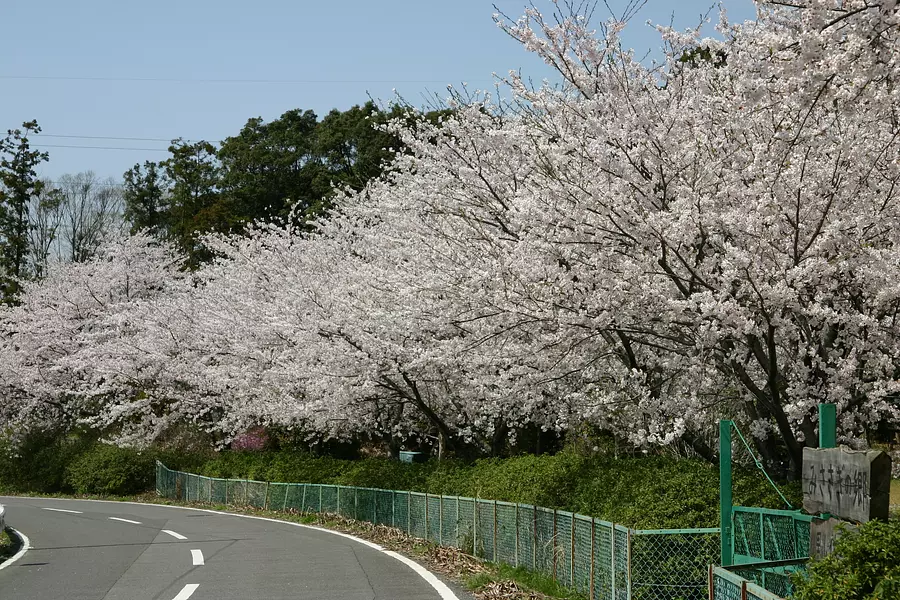 Fleurs de cerisier au parc floral de Suzuka