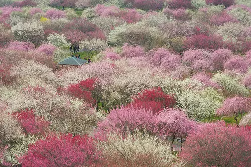 稻鍋農業公園的梅花祭是2024年2月23日 (星期五)開園。