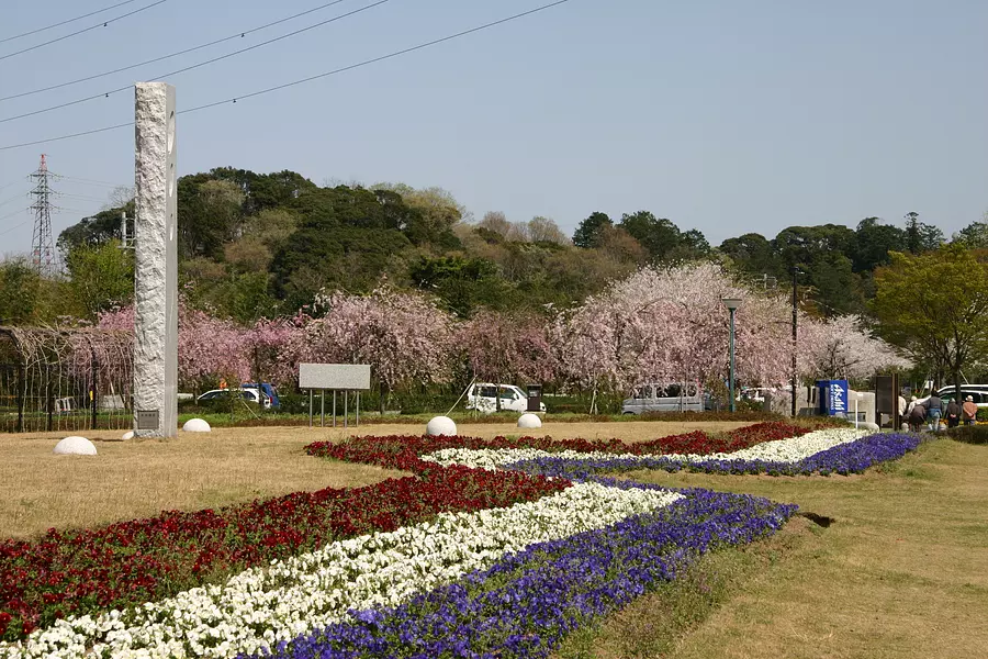 스즈카 꽃 공원의 벚꽃
