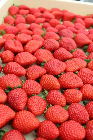 Cours d&#39;expérience de fabrication de Daifuku aux fraises