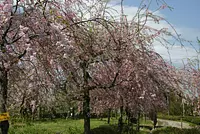 스즈카 꽃 공원의 벚꽃